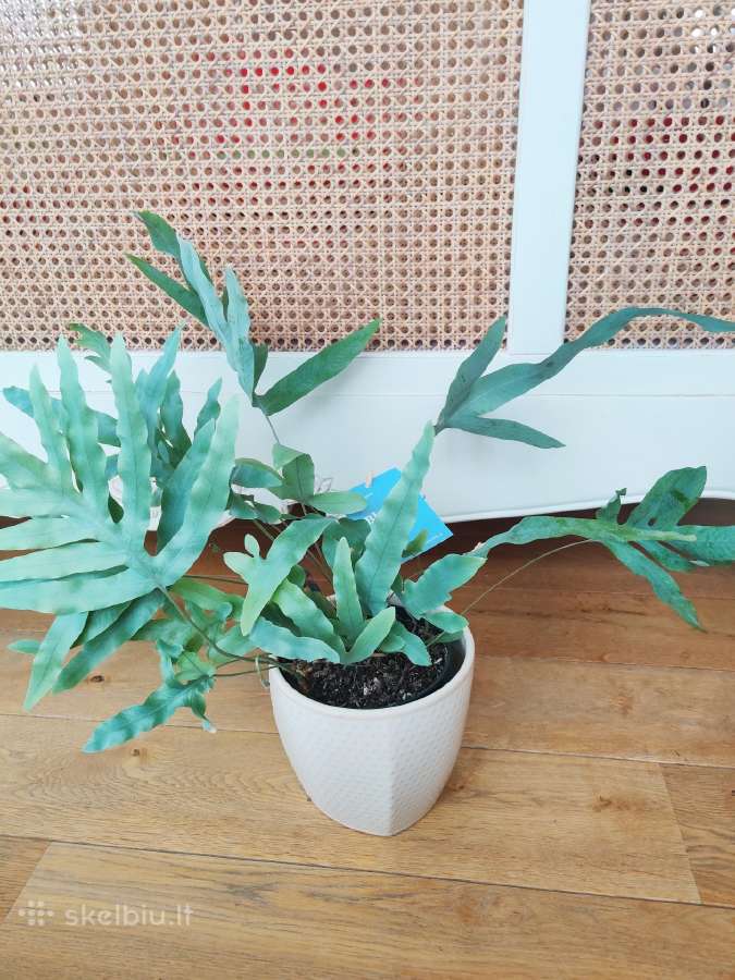 Kambarinė gėlė "Blue Fern".