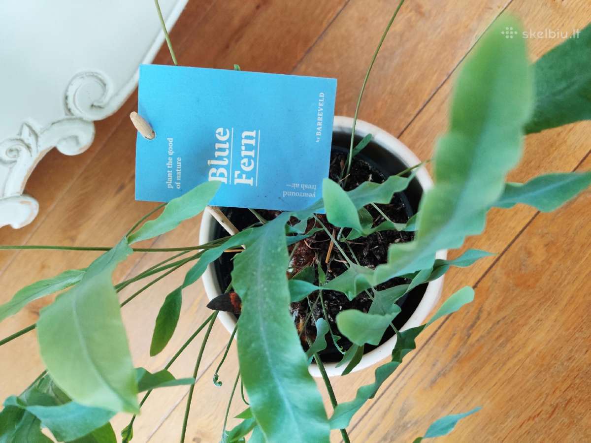 Kambarinė gėlė "Blue Fern". - nuotraukos Nr. 2