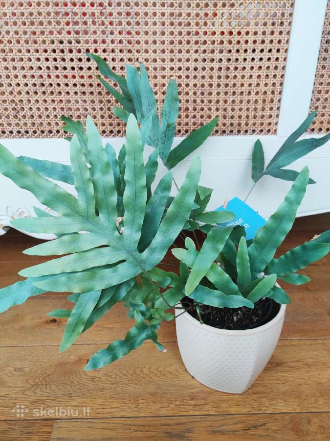 Kambarinė gėlė "Blue Fern". - nuotraukos Nr. 3