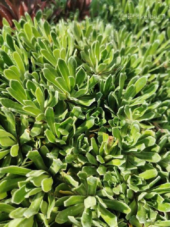 Daugiamečiai augalai - Šilropes, - ribotas kiekis - nuotraukos Nr. 2