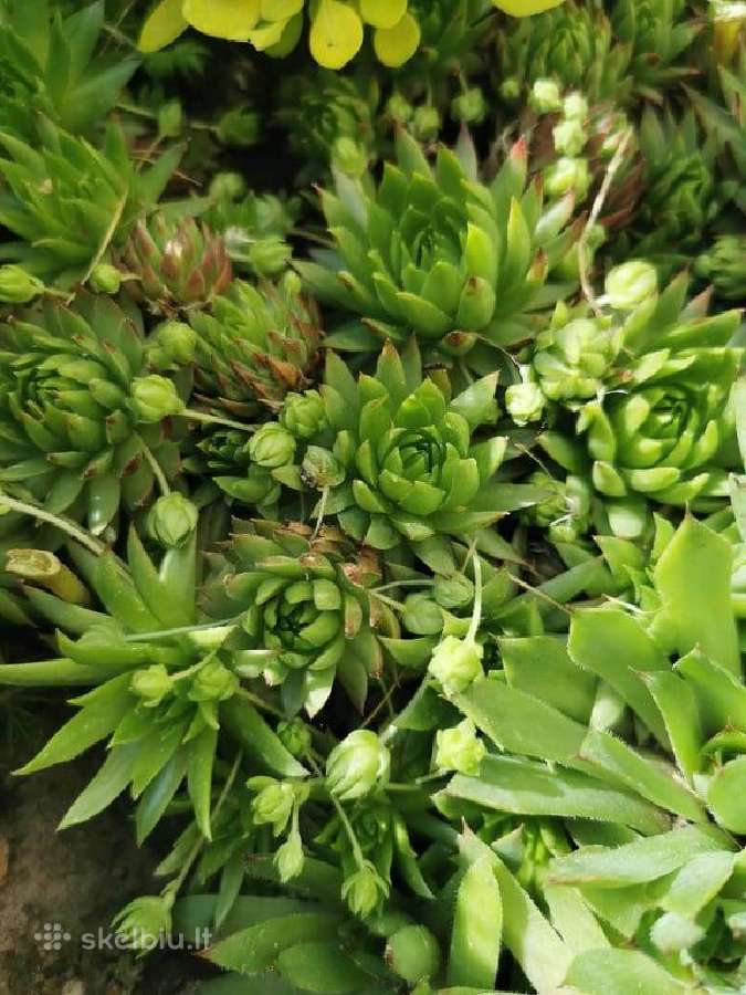 Daugiamečiai augalai - Šilropes, - ribotas kiekis - nuotraukos Nr. 4