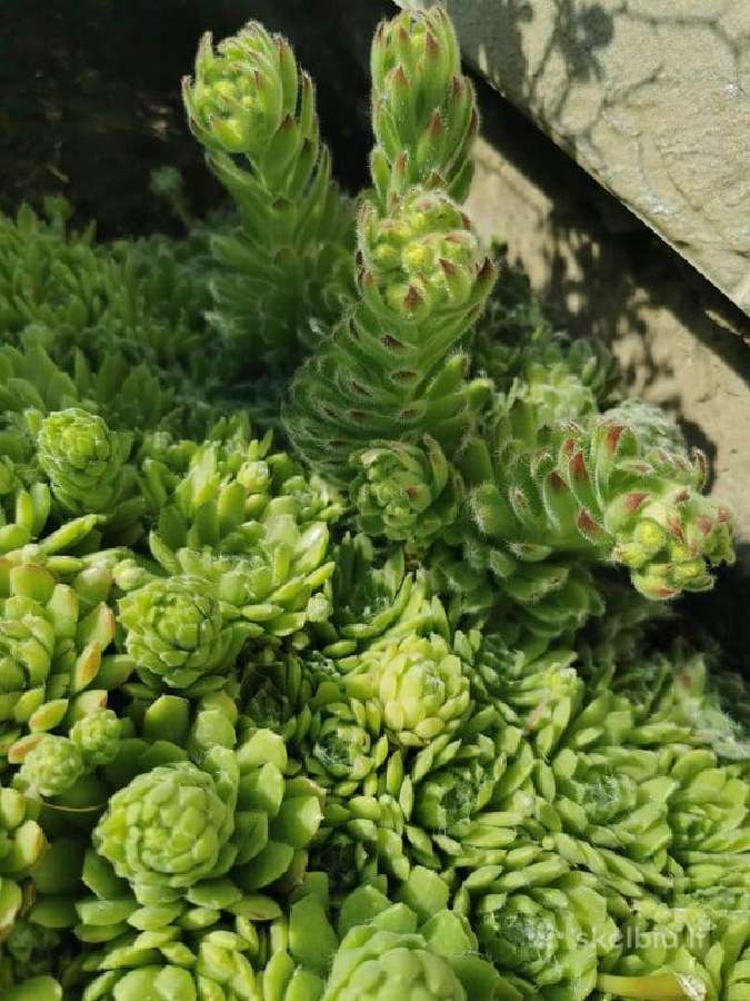 Daugiamečiai augalai - Šilropes, - ribotas kiekis - nuotraukos Nr. 5