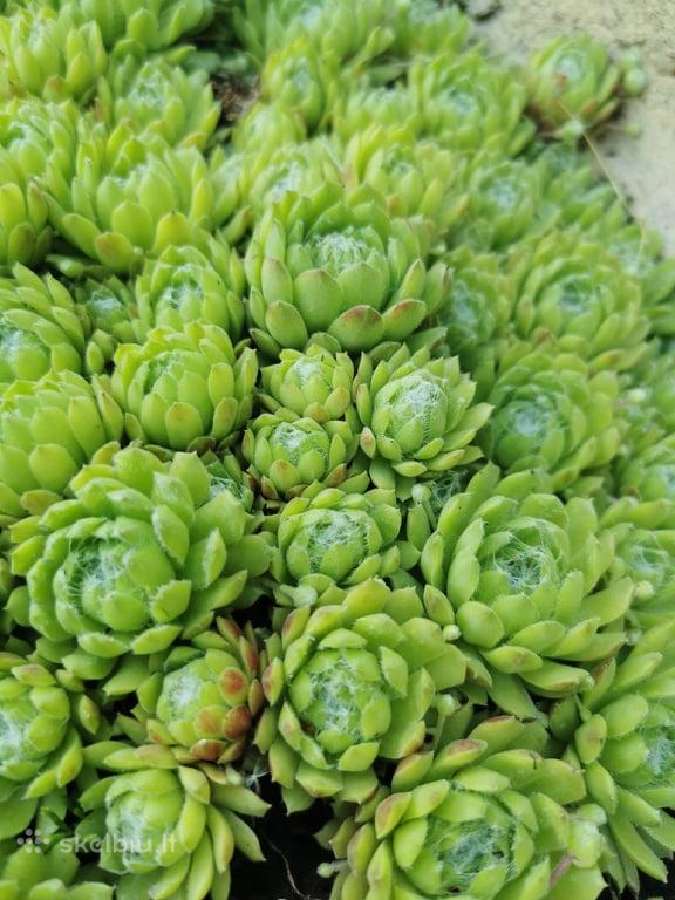 Daugiamečiai augalai - Šilropes, - ribotas kiekis - nuotraukos Nr. 6
