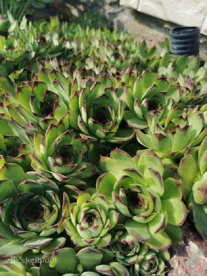 Daugiamečiai augalai - Šilropes, - ribotas kiekis - nuotraukos Nr. 7