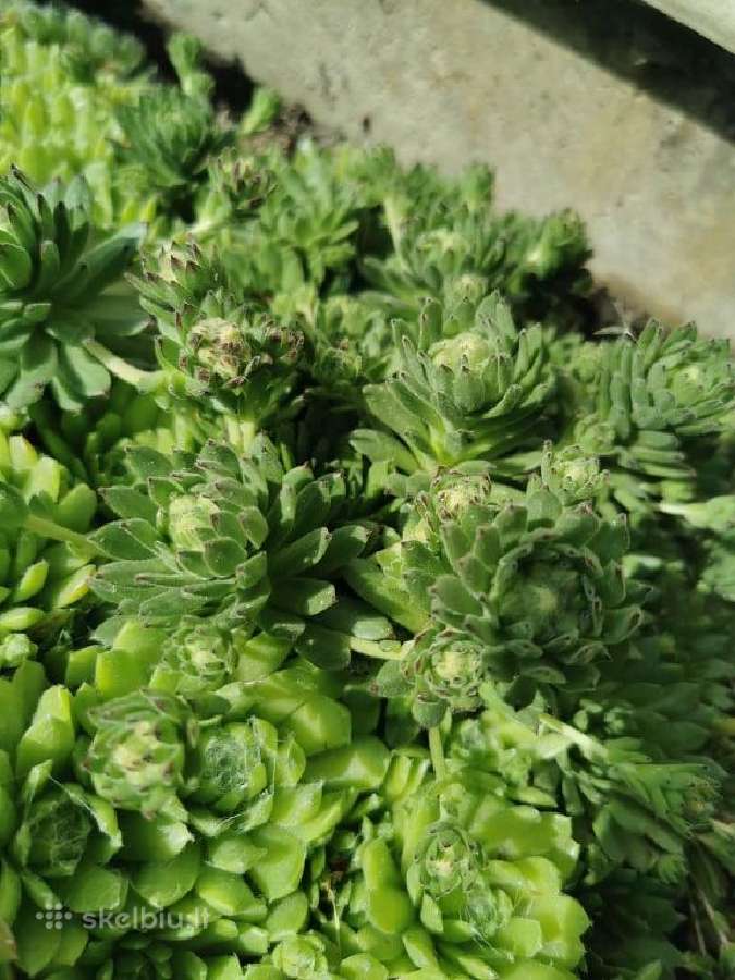 Daugiamečiai augalai - Šilropes, - ribotas kiekis - nuotraukos Nr. 8