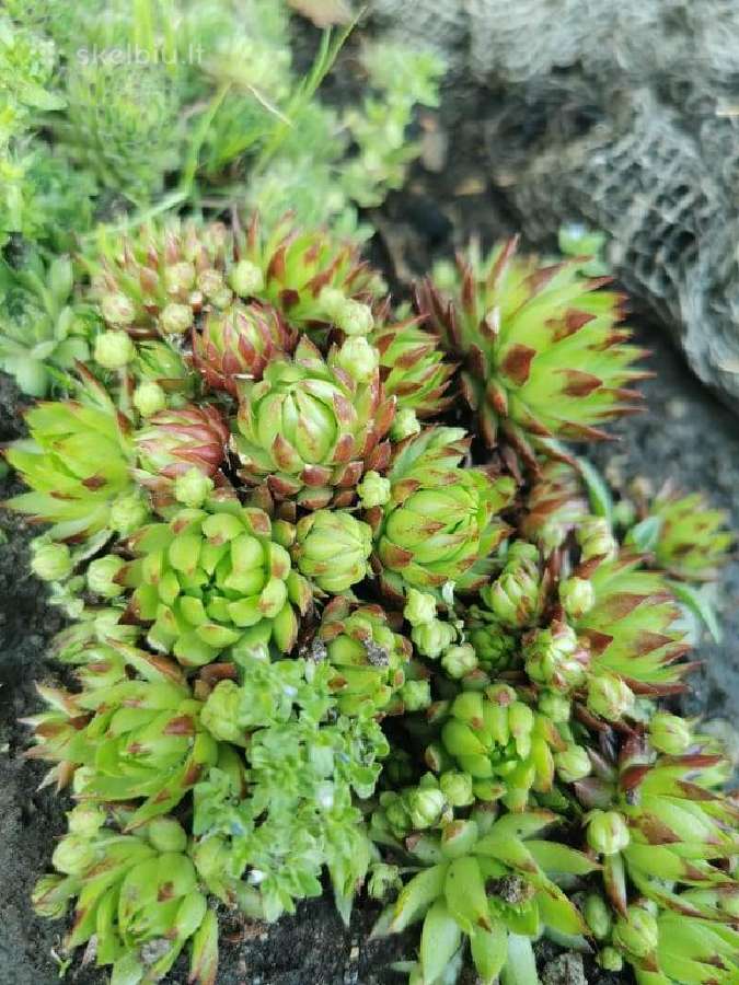 Daugiamečiai augalai - Šilropes, - ribotas kiekis - nuotraukos Nr. 9
