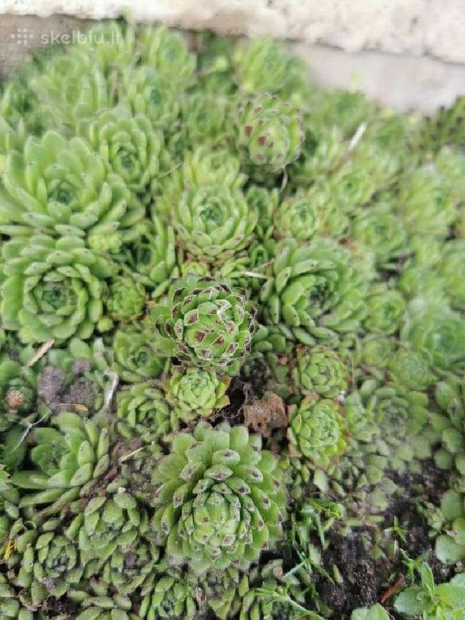 Daugiamečiai augalai - Šilropes, - ribotas kiekis - nuotraukos Nr. 10