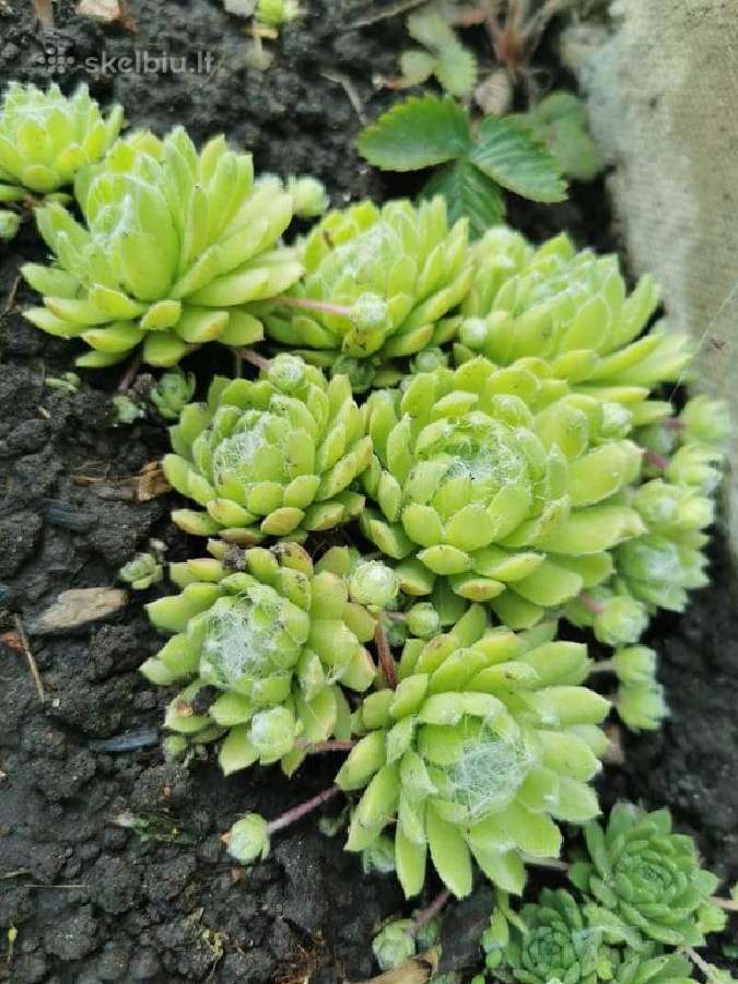 Daugiamečiai augalai - Šilropes, - ribotas kiekis - nuotraukos Nr. 11