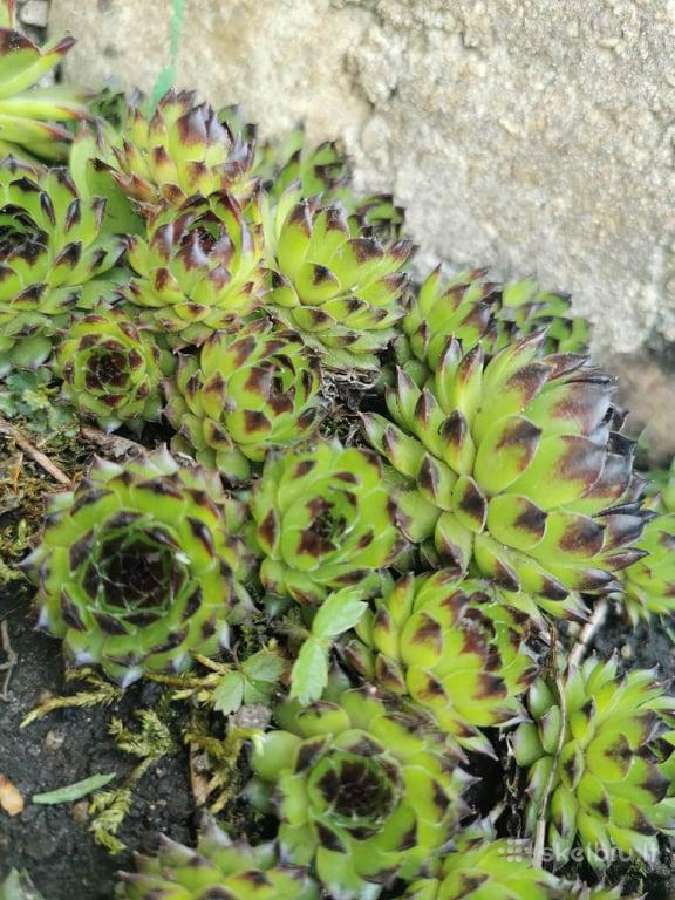 Daugiamečiai augalai - Šilropes, - ribotas kiekis - nuotraukos Nr. 12