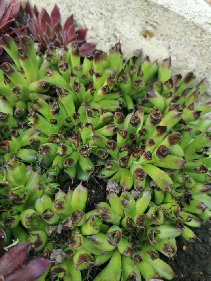 Daugiamečiai augalai - Šilropes, - ribotas kiekis - nuotraukos Nr. 13