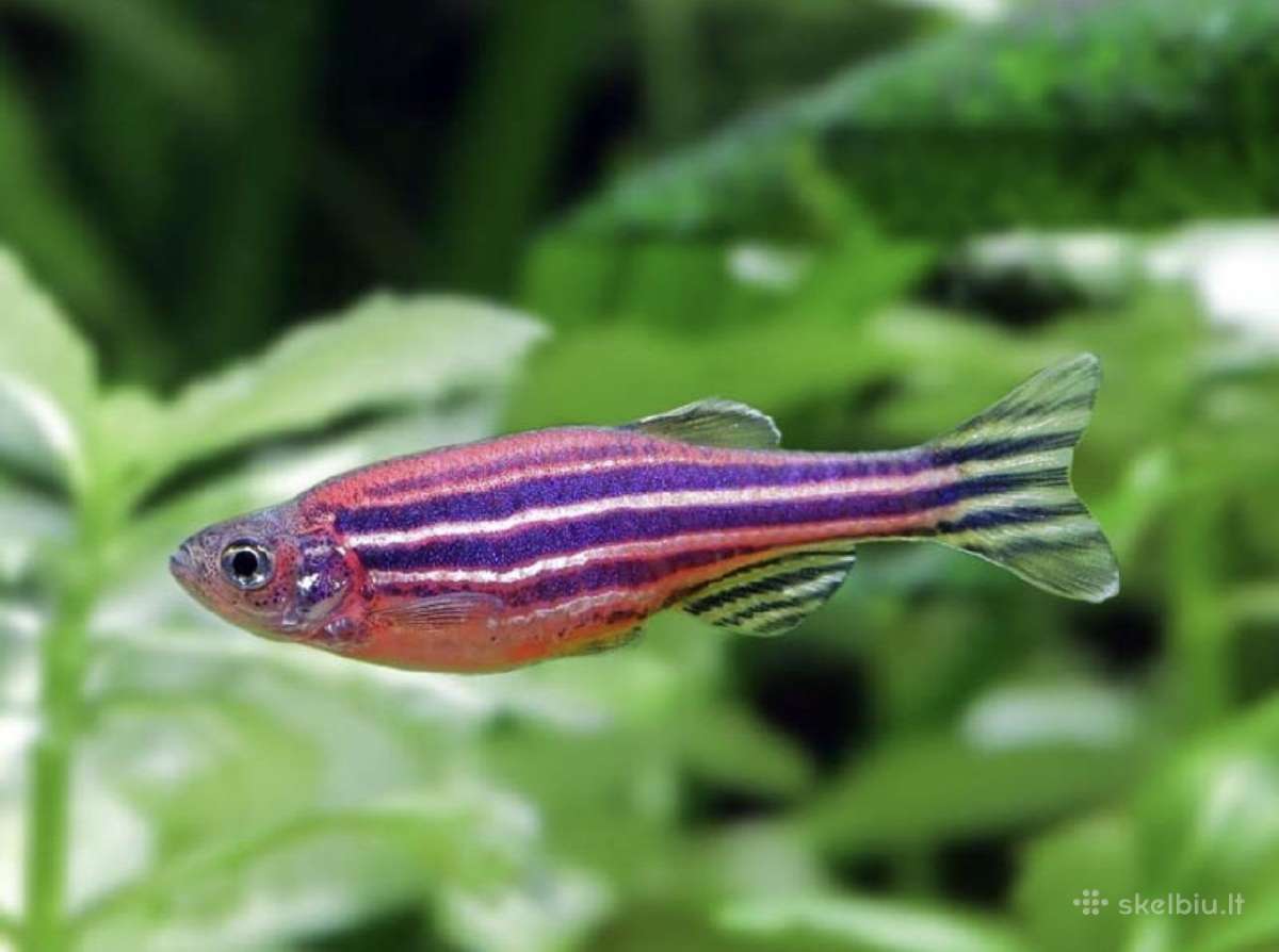 Danio glofish - Skelbiu.lt