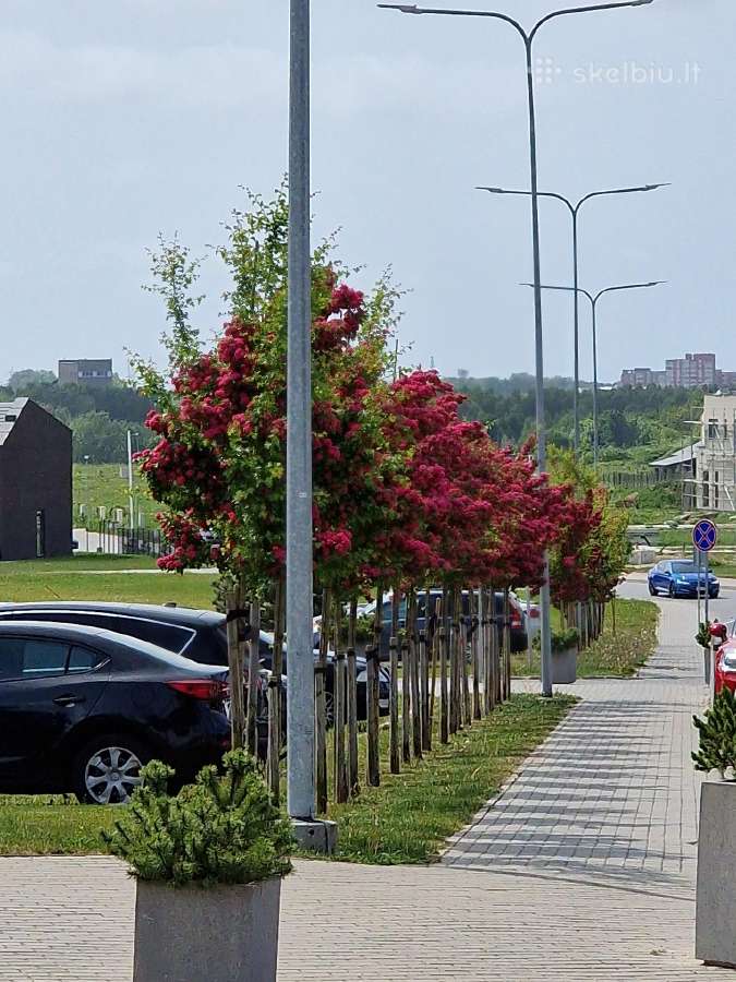 Apartamentai Ragaines self chec-in free parking. K - nuotraukos Nr. 16