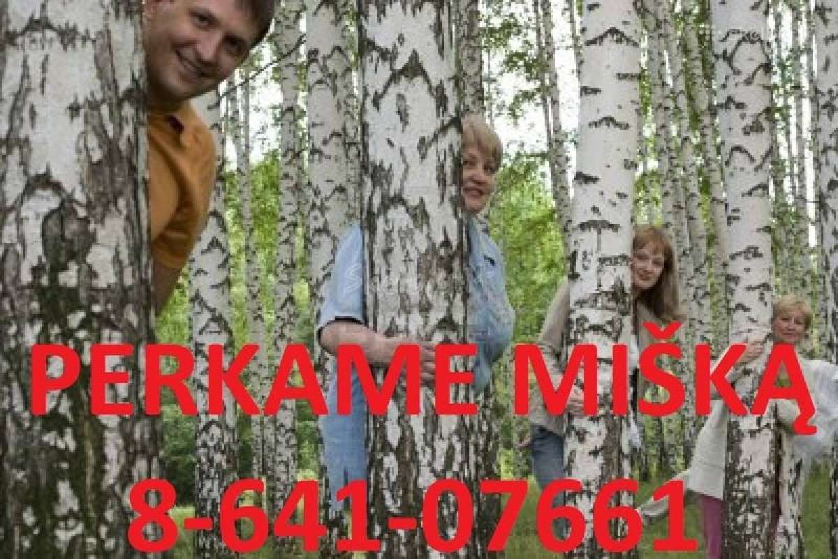 Geriausia miško kaina lietuvoje