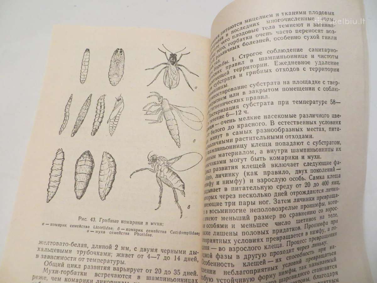 Knyga Šampinjonai. Jų auginimas, priežiūra 1989 - nuotraukos Nr. 18