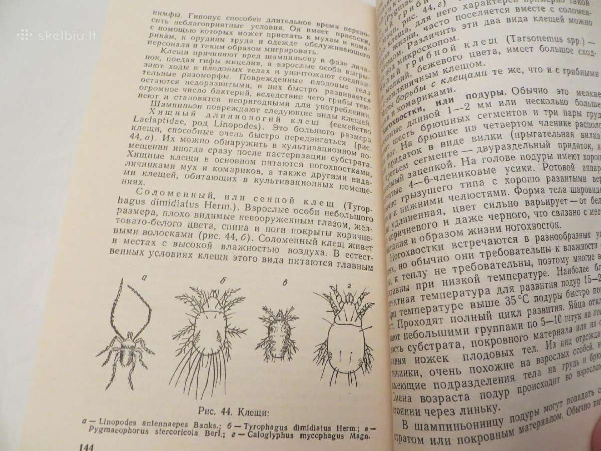 Knyga Šampinjonai. Jų auginimas, priežiūra 1989 - nuotraukos Nr. 19