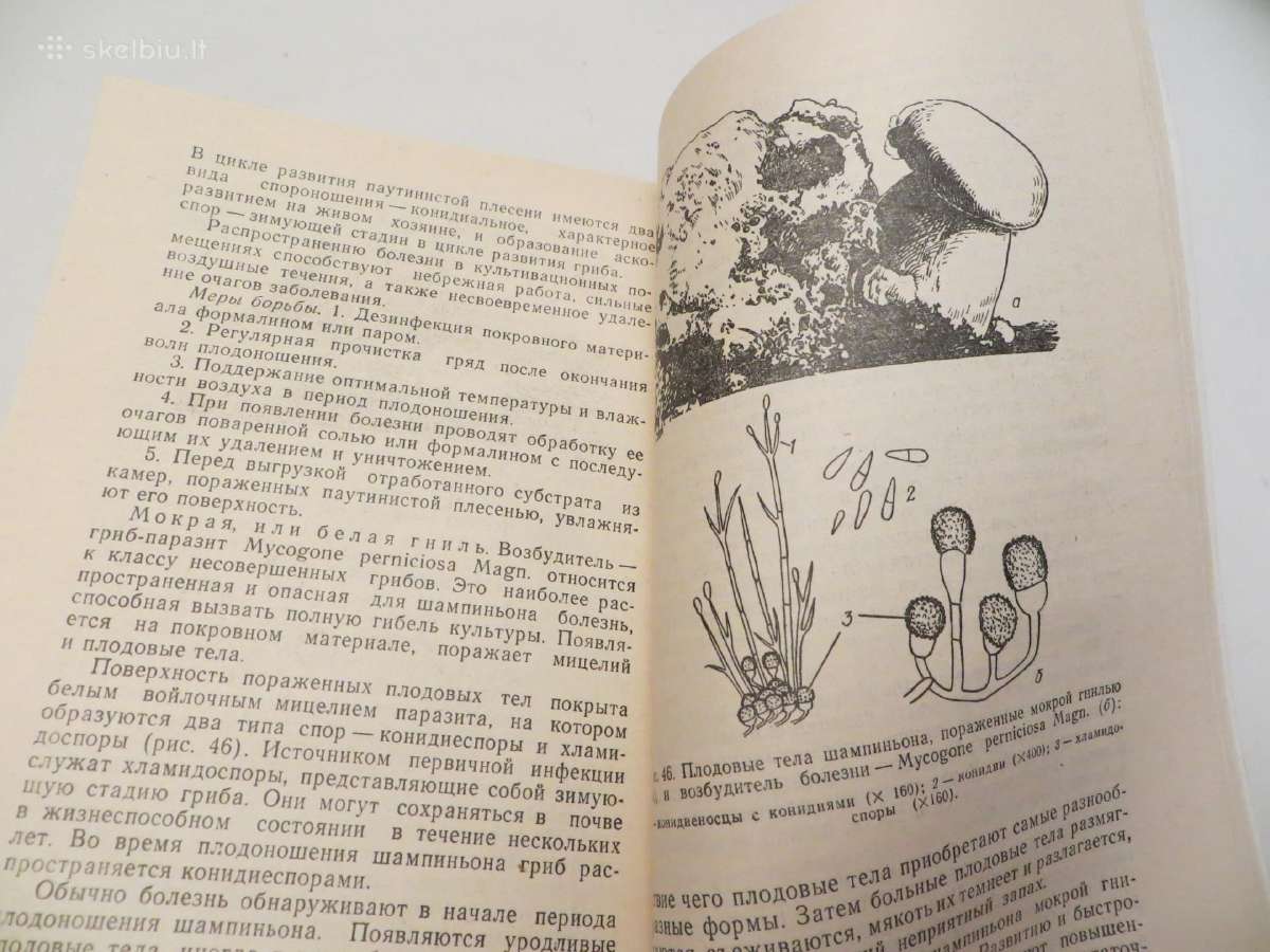 Knyga Šampinjonai. Jų auginimas, priežiūra 1989 - nuotraukos Nr. 20