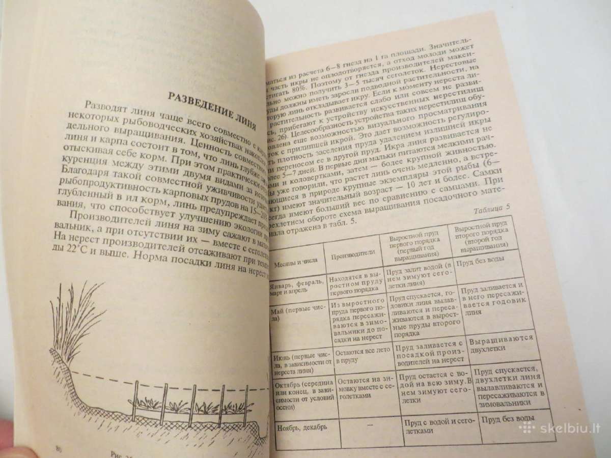 Knyga Žuvų ir vėžių veisimas tvenkiniuose 2001 - nuotraukos Nr. 13