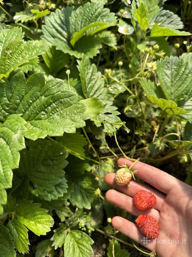 Žembraškės Kupčicha ir žemuogės, avietės - nuotraukos Nr. 3