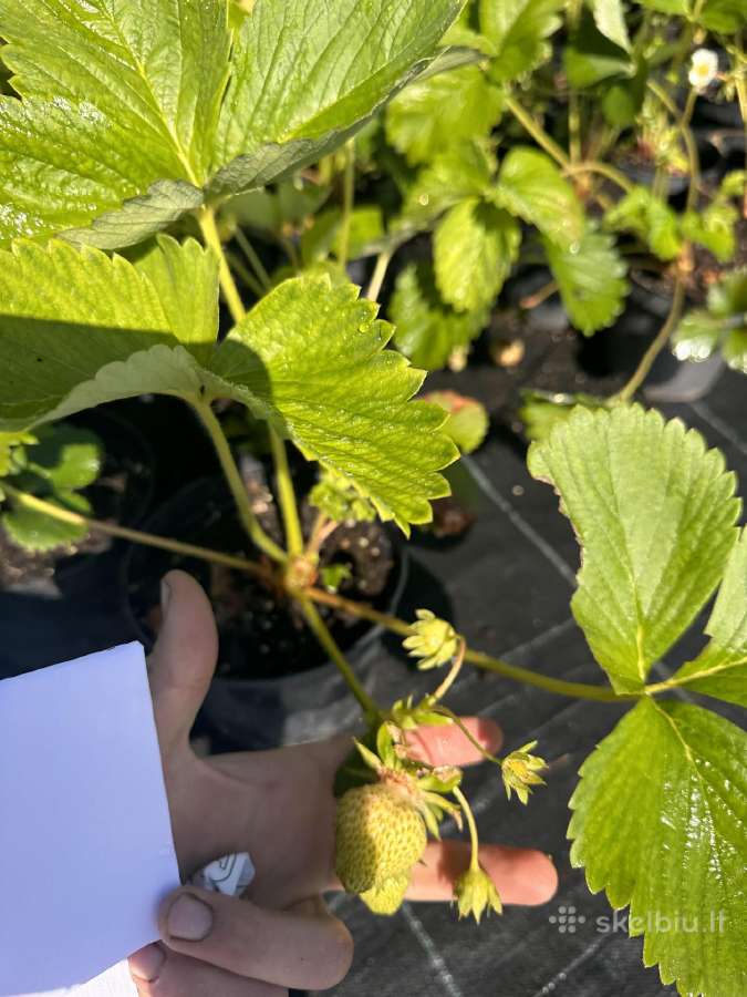 Braškių, aviečių daigai daigyklose ir vazonėliuose - nuotraukos Nr. 2