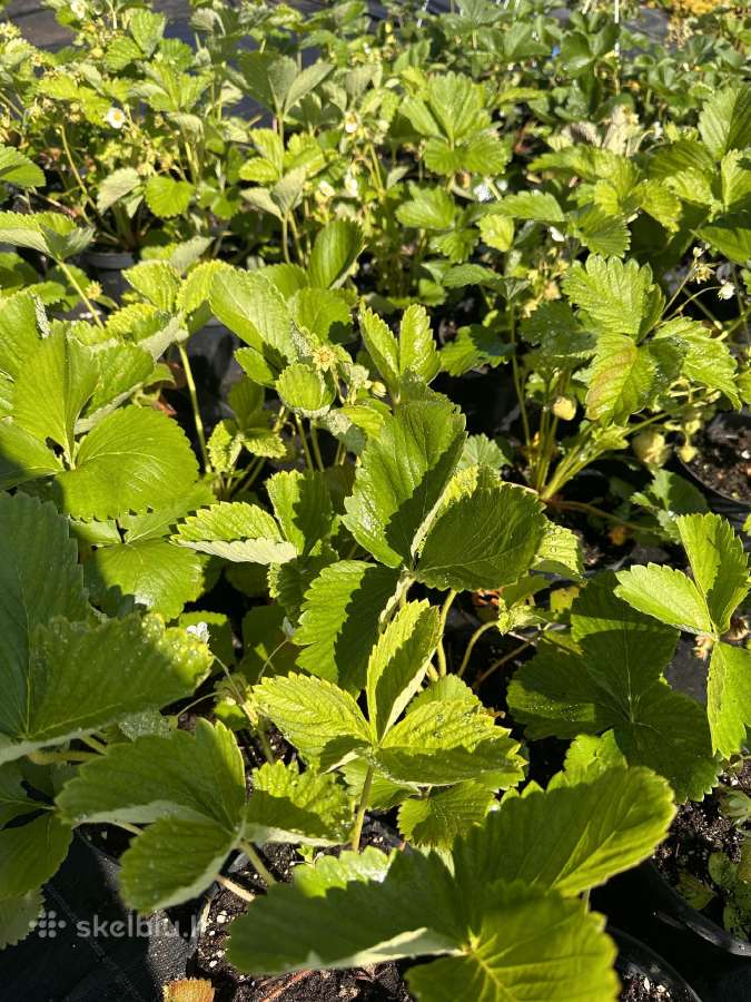 Braškių, aviečių daigai daigyklose ir vazonėliuose - nuotraukos Nr. 4