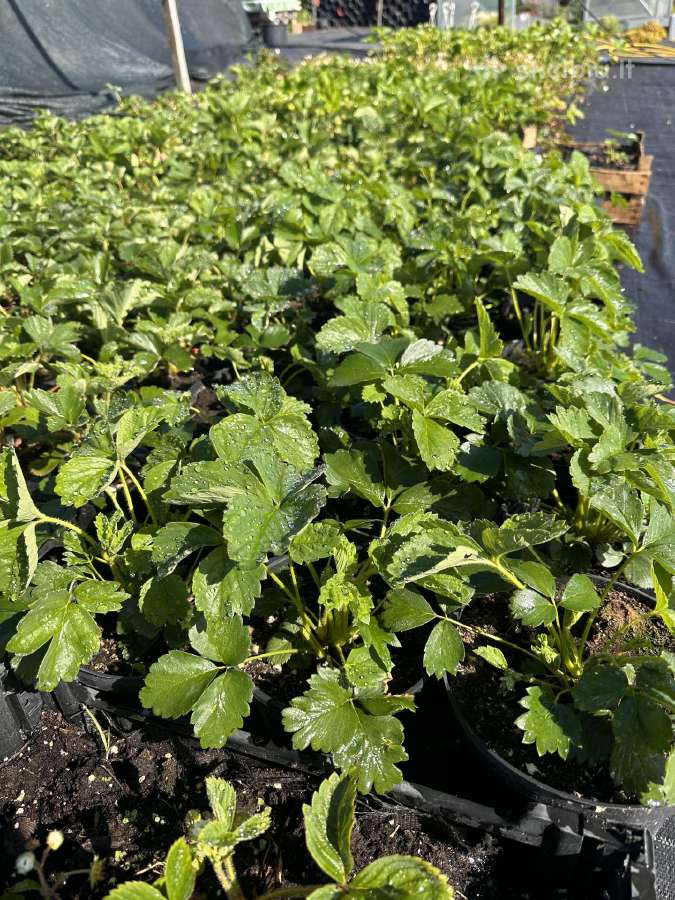 Braškių, aviečių daigai daigyklose ir vazonėliuose - nuotraukos Nr. 5