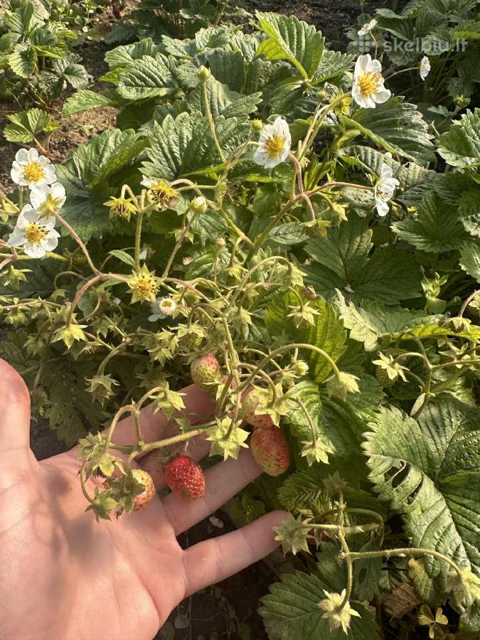 Braškių, aviečių daigai daigyklose ir vazonėliuose - nuotraukos Nr. 9