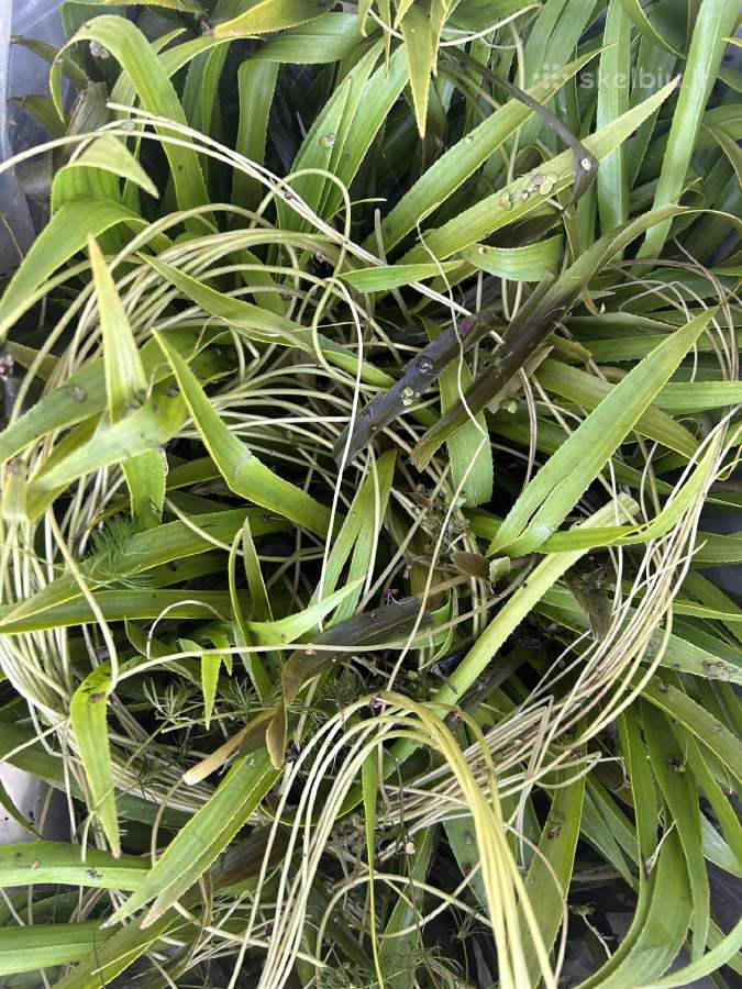 Tvenkinių žuvys – saugus siuntimas su deguonimi - nuotraukos Nr. 7