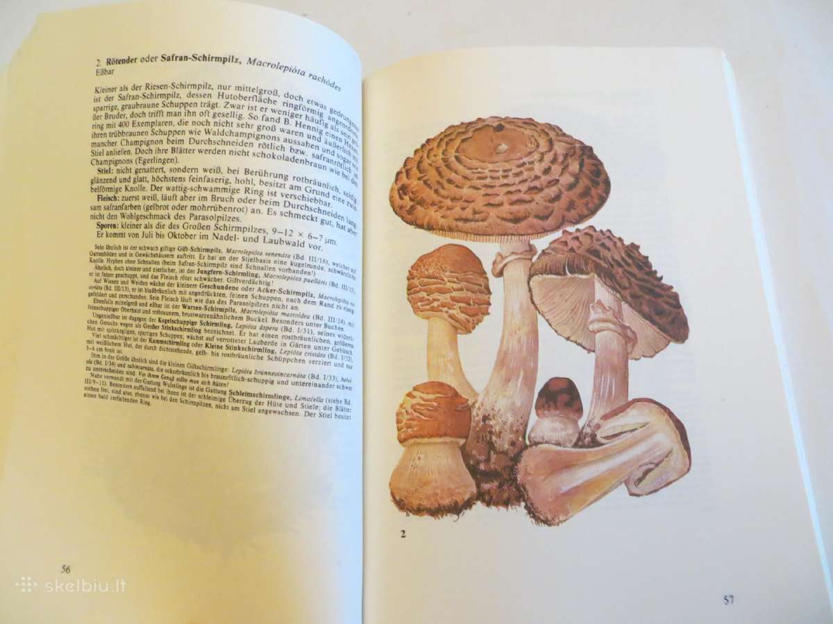 Knyga Kišeninė grybautojų knyga. Vokiškai. 1987 - nuotraukos Nr. 13