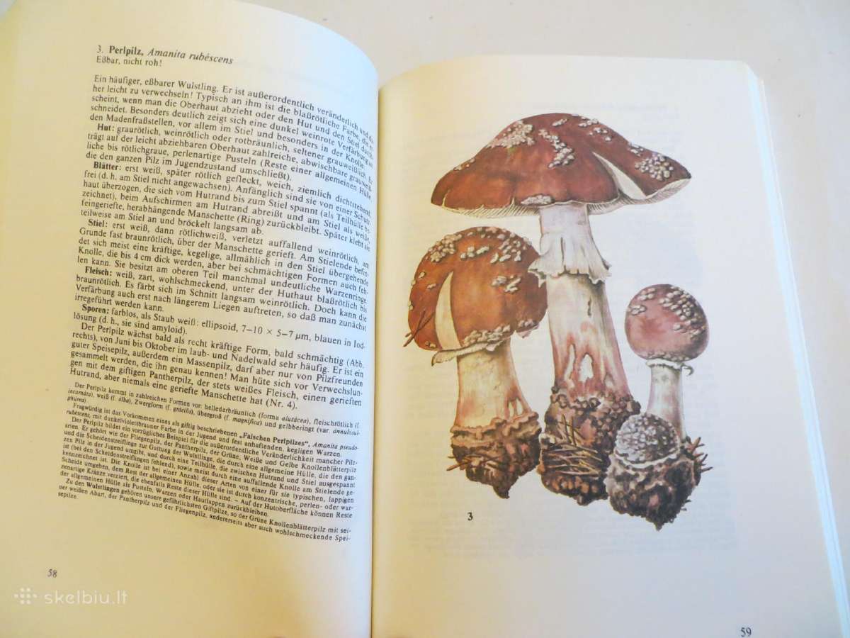 Knyga Kišeninė grybautojų knyga. Vokiškai. 1987 - nuotraukos Nr. 14