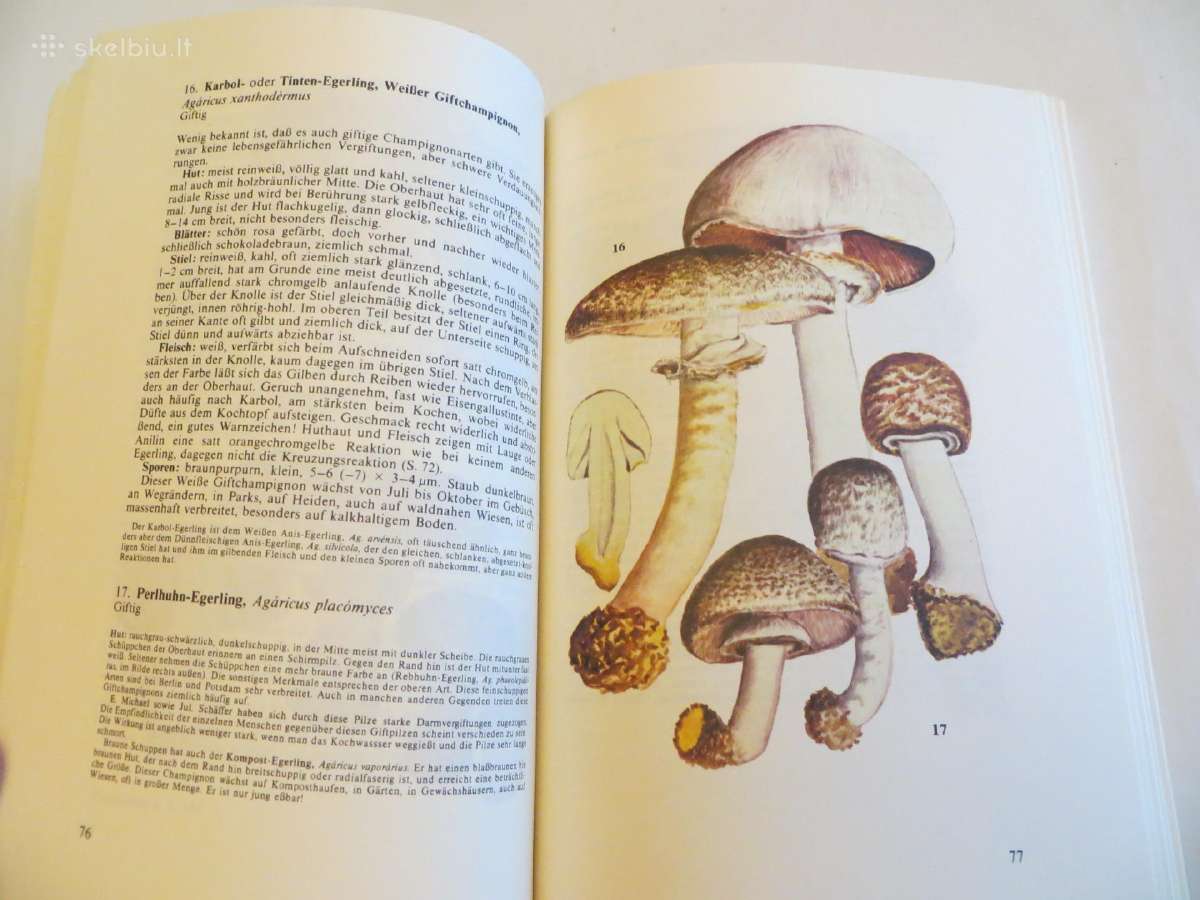 Knyga Kišeninė grybautojų knyga. Vokiškai. 1987 - nuotraukos Nr. 15
