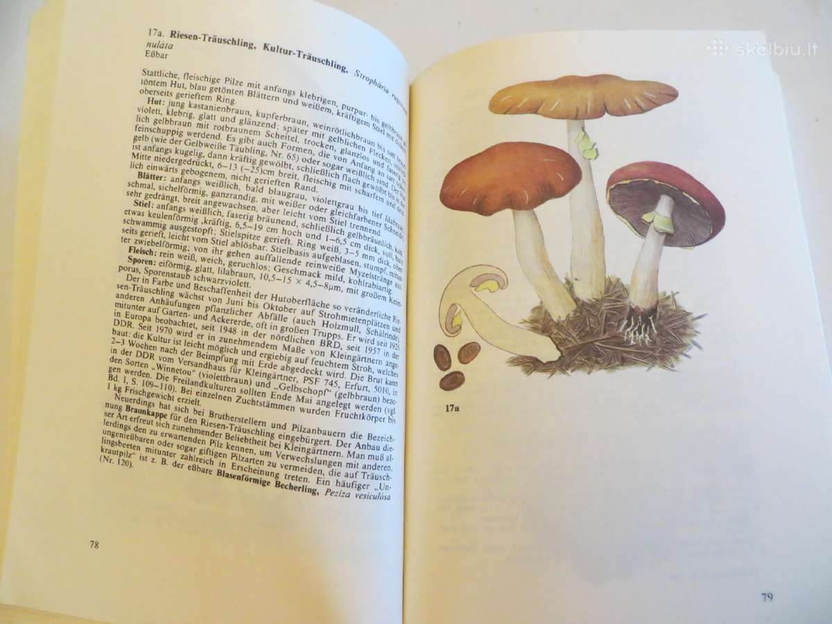 Knyga Kišeninė grybautojų knyga. Vokiškai. 1987 - nuotraukos Nr. 16