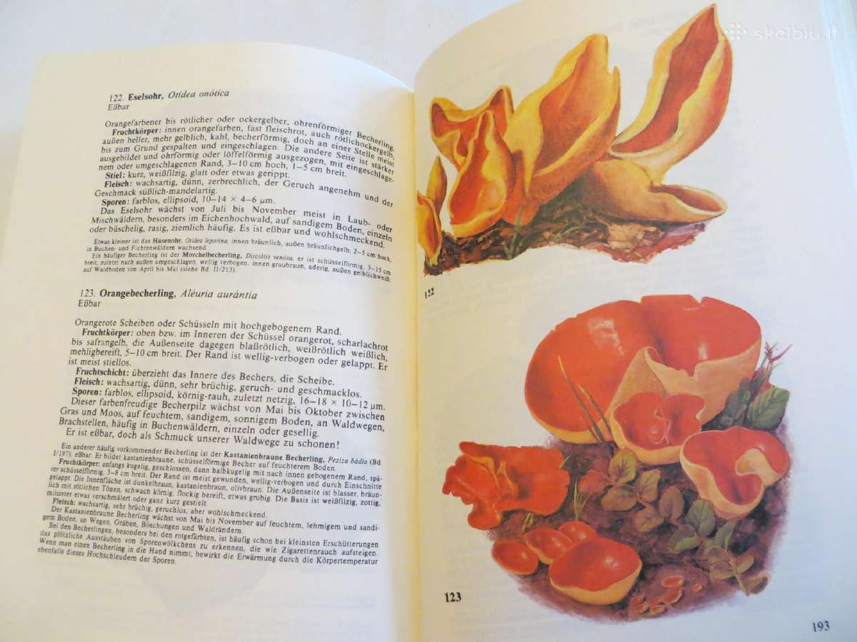 Knyga Kišeninė grybautojų knyga. Vokiškai. 1987 - nuotraukos Nr. 22