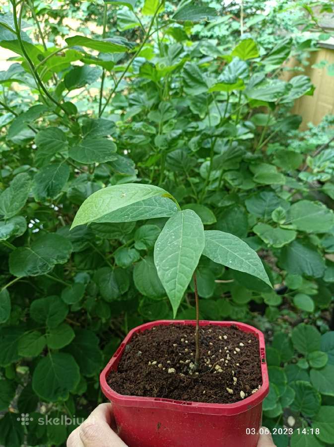 Asimina Triloba - Triskiaut Azimina