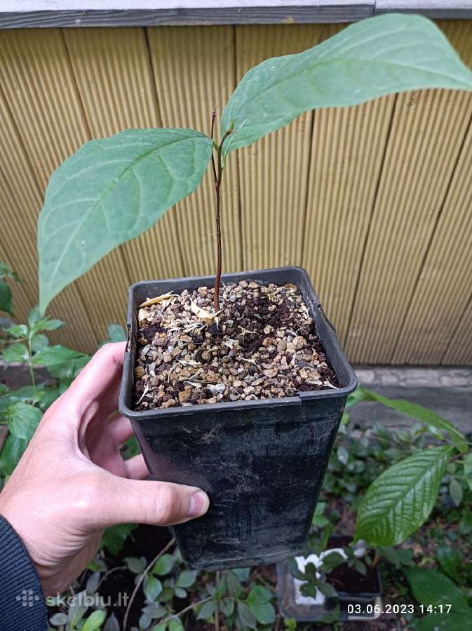 Asimina Triloba - Triskiaut Azimina - nuotraukos Nr. 2