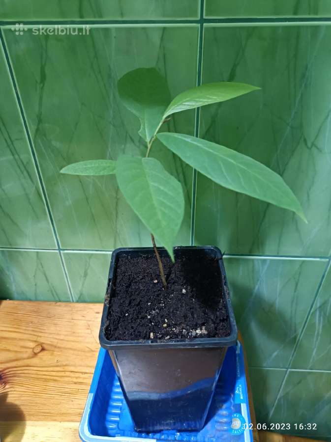 Asimina Triloba - Triskiaut Azimina - nuotraukos Nr. 3