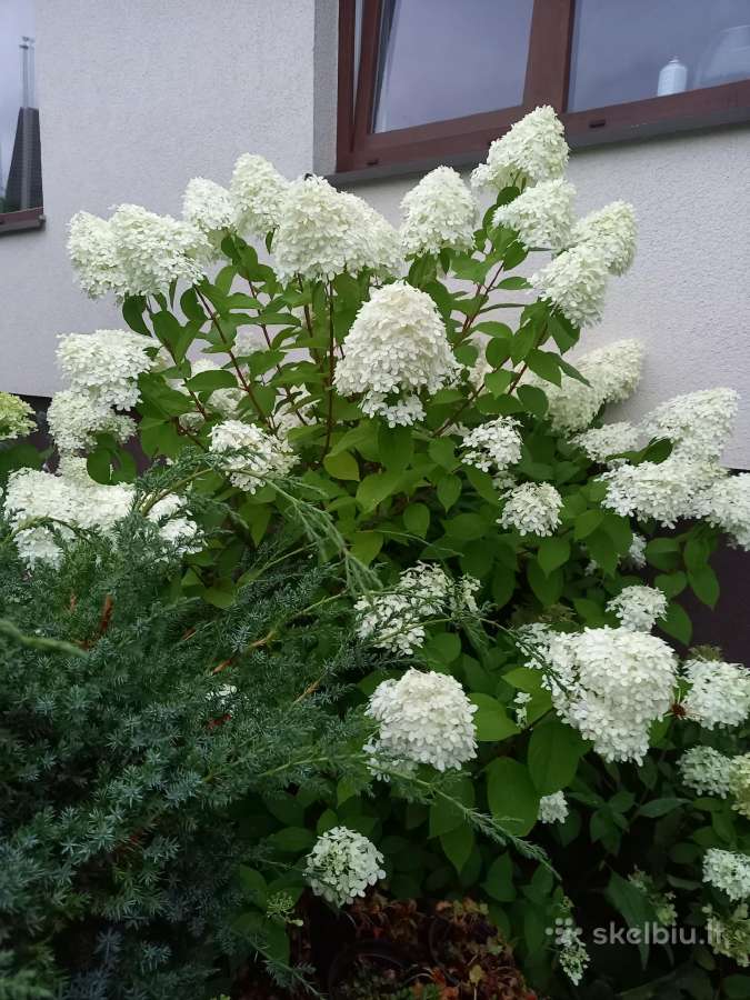 Hortenzijos - nuotraukos Nr. 9
