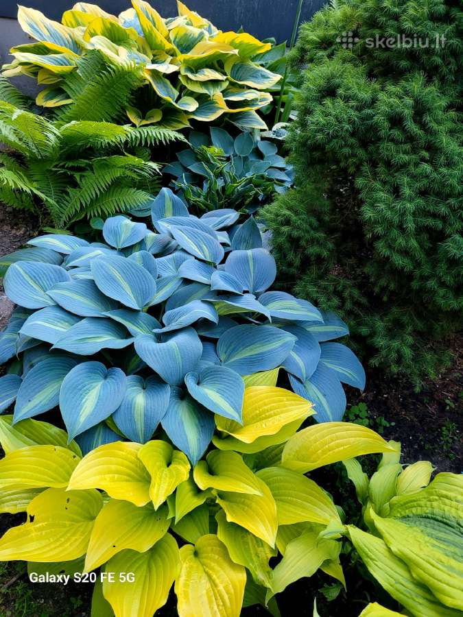 Parduodu melsves (hosta) ir pavėsio augalus