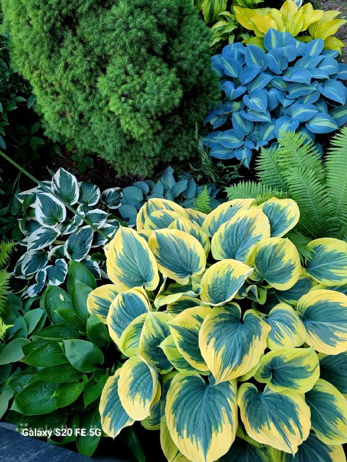 Parduodu melsves (hosta) ir pavėsio augalus - nuotraukos Nr. 11
