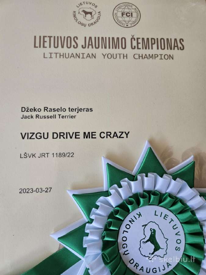 Šiurkščiaplaukis Džekas Ieško Draugės - nuotraukos Nr. 9
