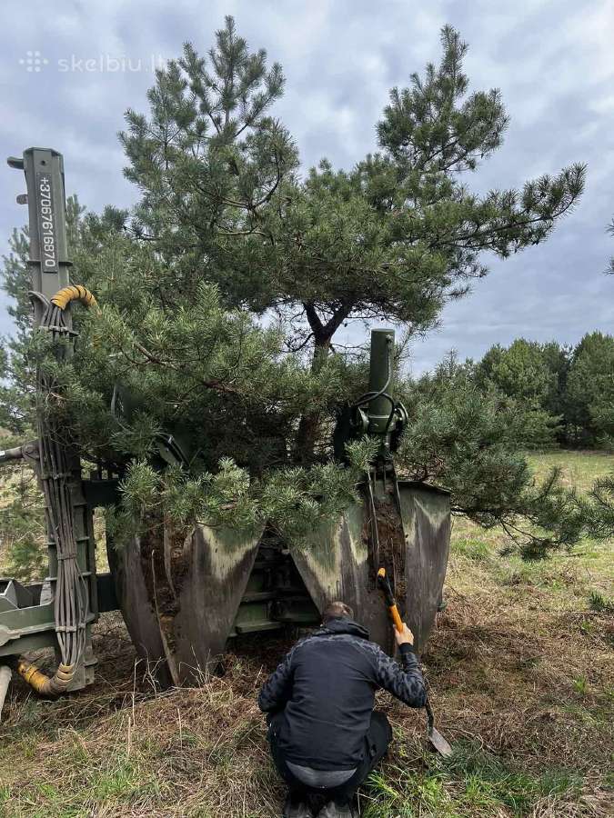Aplinkos sklypu tvarkymas medžių pjovimas šakų išv - nuotraukos Nr. 21