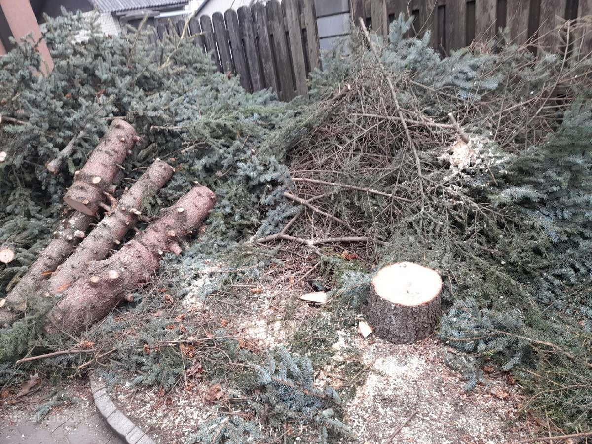 Aplinkos sklypu tvarkymas medžių pjovimas šakų išv - nuotraukos Nr. 28