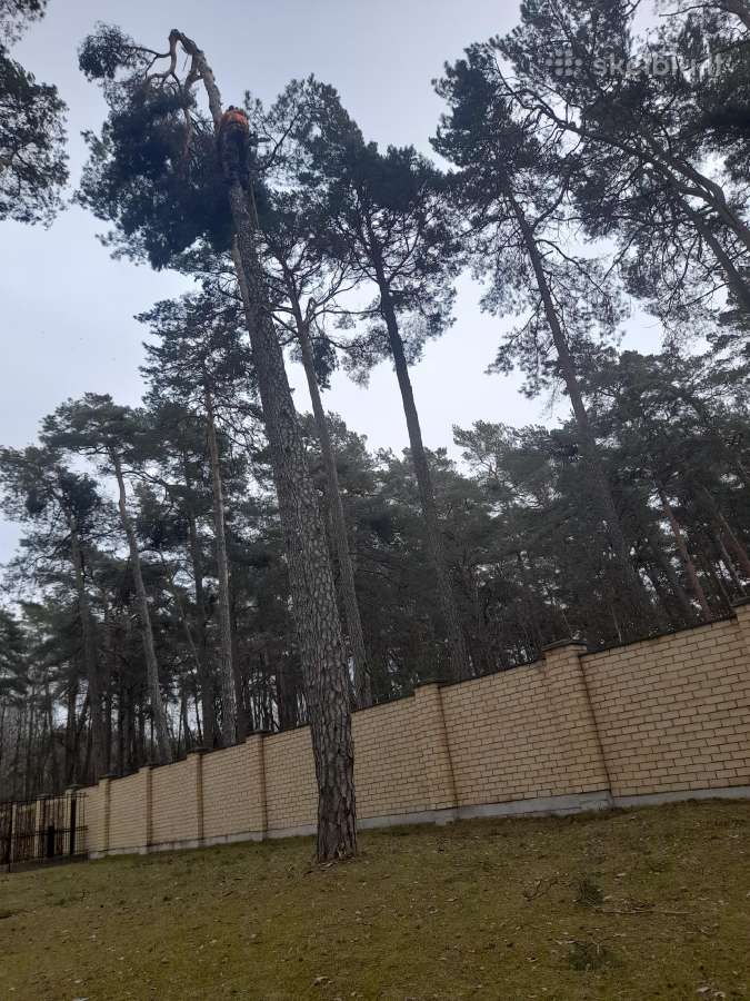 Aplinkos sklypu tvarkymas medžių pjovimas šakų išv - nuotraukos Nr. 34