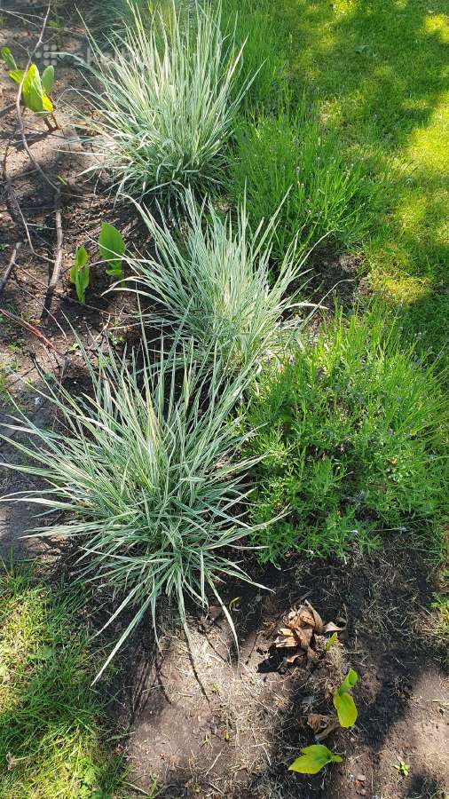 Melsve,rudbekija, silinge,ramune,vilkdalgiai - nuotraukos Nr. 21
