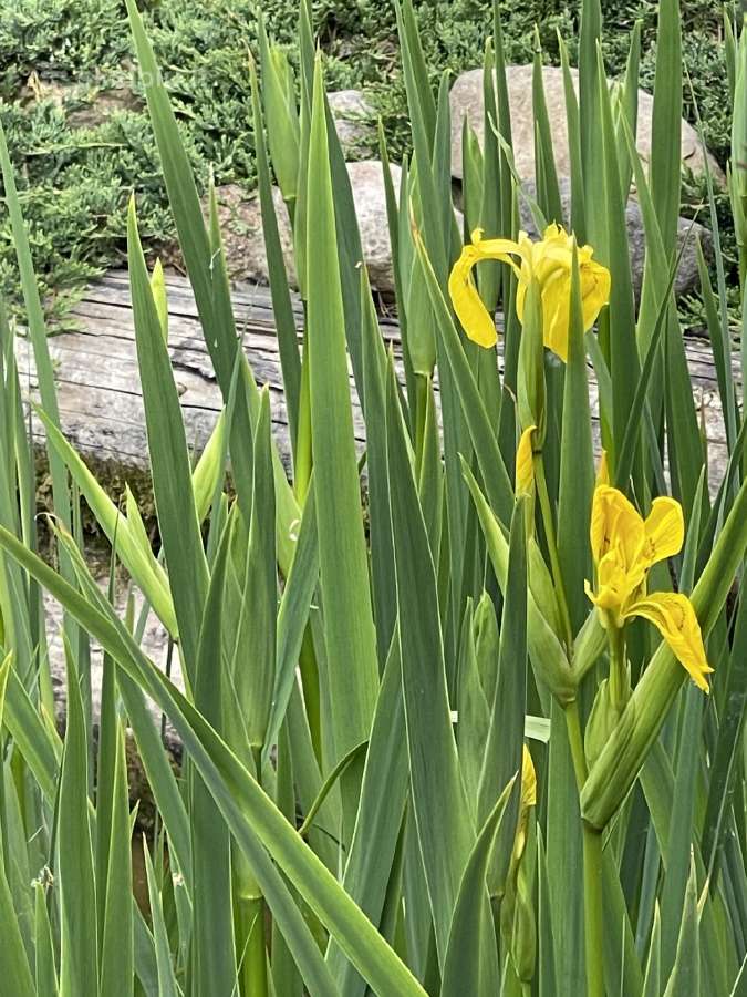Iris vilkdalgis geltonas