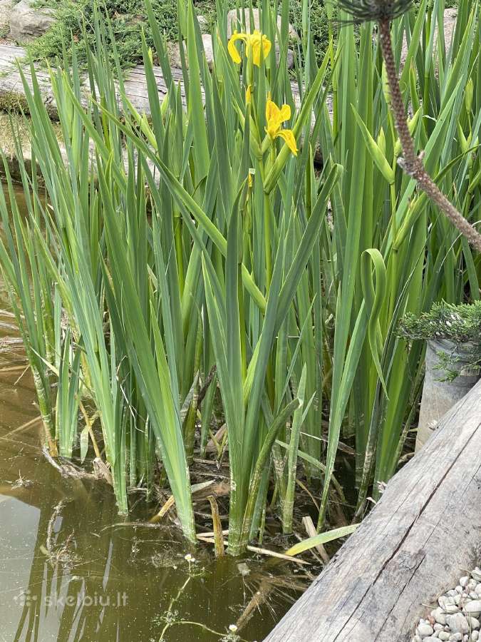 Iris vilkdalgis geltonas - nuotraukos Nr. 2