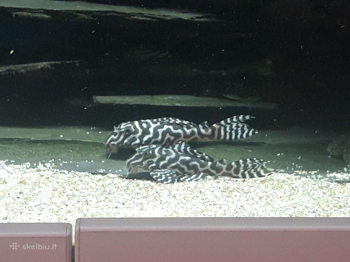 L šamai, pleco, žuvys, žuvytės - nuotraukos Nr. 3
