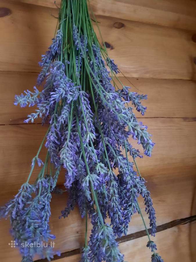 Išnuomojama Sodyba Prie Ežero Kranto – Vilniaus r. - nuotraukos Nr. 17