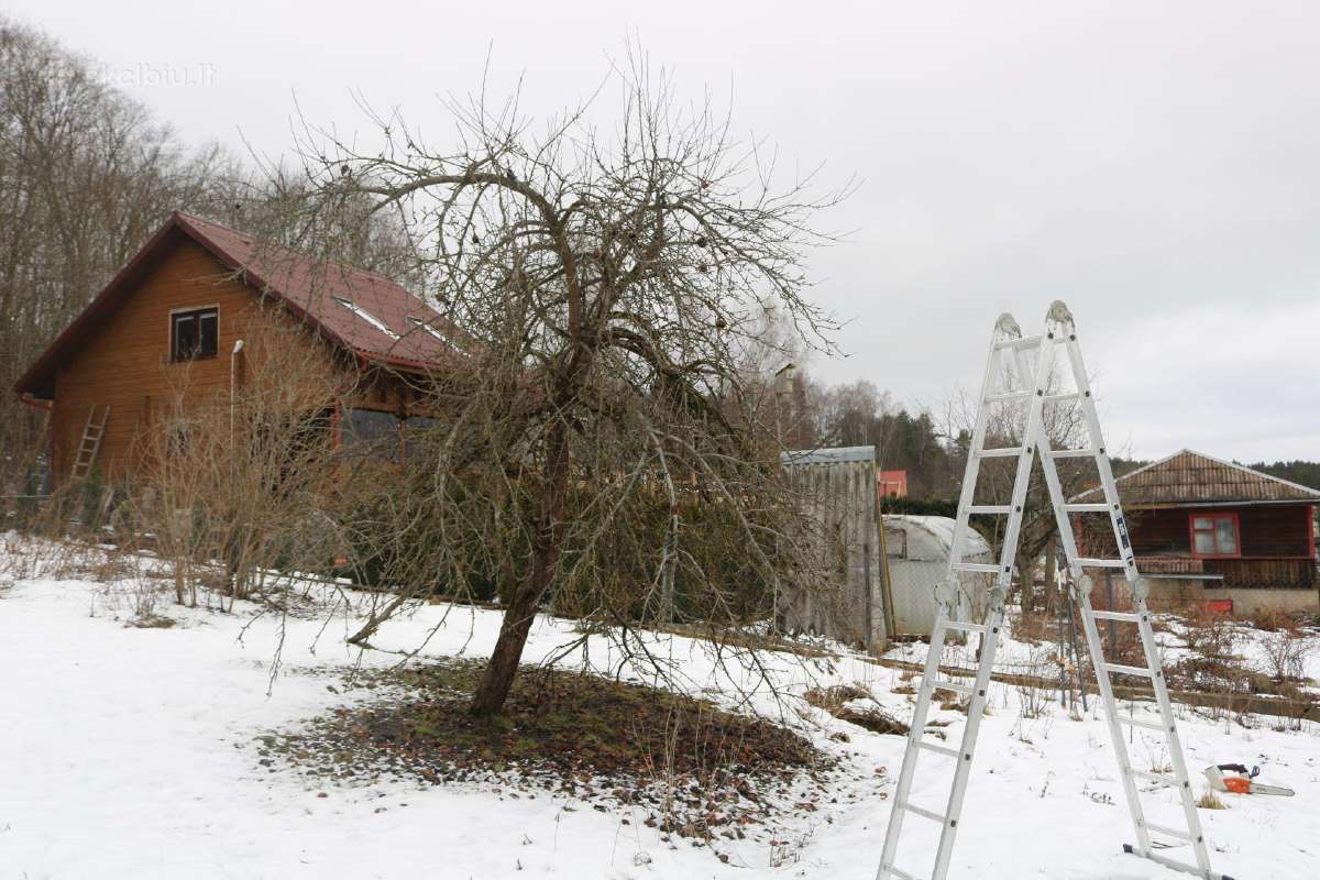 Šienavimas, medžių genėjimas, gyvatvorių karpymas - nuotraukos Nr. 12