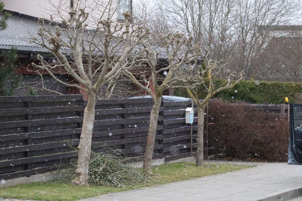 Šienavimas, medžių genėjimas, gyvatvorių karpymas - nuotraukos Nr. 17