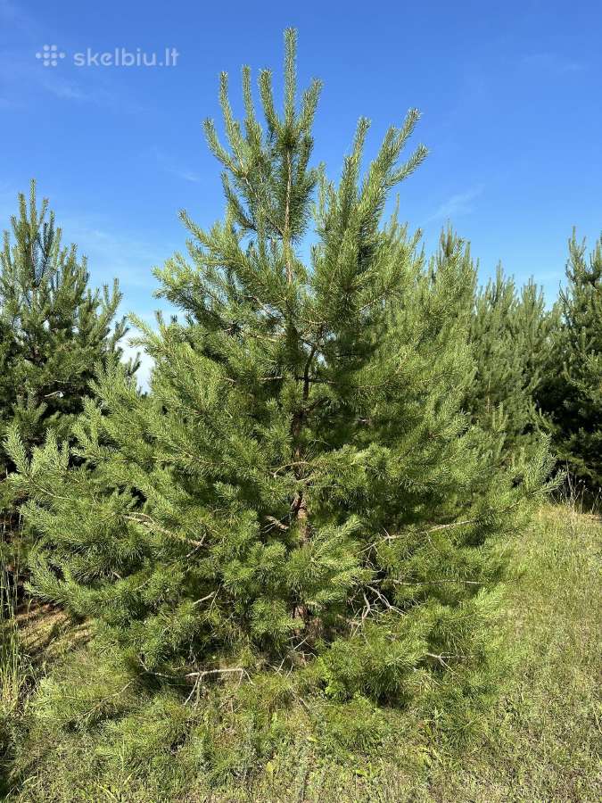 Parduodamos pušys su persodinimo paslauga - nuotraukos Nr. 2